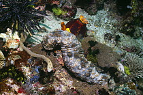Sea cucumber (Bohadschia graeffei) on coral reef with a Sea apple, sponges and crinoids, Rinca, Indonesia