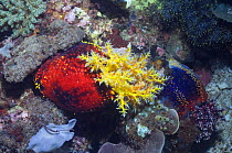 Sea apple (Pseudocolochirus violaceus) with feeding tentacles extended. Another Sea apple in background, showing colour variation. Rinca, Indonesia