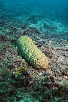 Sea cucumber (Stichopus variegatus) Papua New Guinea
