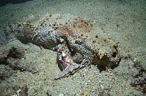 Sea cucumber (Thelenota anax) Papua New Guinea