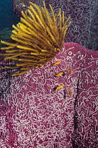 Lampert's worm sea cucumbers (Synaptula lamperti) on sponge with crinoid, Papua New Guinea