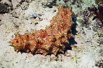 Red-lined sea cucumber (Thelenota rubralineata) Papua New Guinea