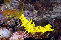 Sea cucumber (Colochirus robustus) Rinca, Indonesia