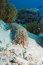 Pineapple sea cucumber (Thelenota ananas) on seabed, Andaman Sea, Thailand
