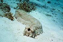 Anax sea cucumber (Thelenota anax) on seabed, Andaman Sea, Thailand