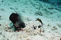 Sea cucumber spawning, half buried by sand,  Andaman Sea, Thailand