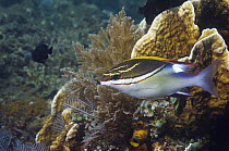 Two lined spinecheek (Scolopsis bilineatus) Indonesia