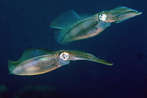 Bigfin reef squid (Sepioteuthis lessoniana) Lembeh Strait, North Sulawesi, Indonesia.