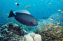 Two Elongate surgeonfish (Acanthurus mata) with Bluestreak cleaner wrasses, showing the colour changes the fish can go through during cleaning. Sweepers in background. Andaman Sea, Thailand.