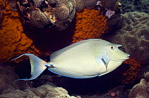 Bluespine unicornfish (Naso unicornis)