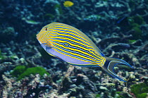 Striped surgeonfish (Acanthurus lineatus) Andaman Sea, Thailand