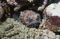 Banded toadfish (Halophryne diemensis) camouflaged on coral reef, Papua New Guinea