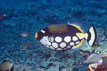 Clown triggerfish (Balistoides conspicillum) swimming over coral reef. Lembeh Strait, North Sulawesi, Indonesia