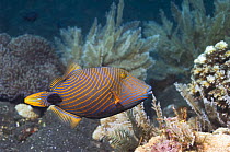 Orangestriped triggerfish (Balistapus undulatus) Bali, Indonesia