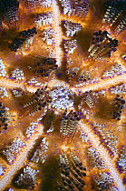 Fire urchin (Asthenosoma varium), detail, Rinca, Indonesia