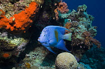 Yellowbar angelfish (Pomacanthus maculosus) on coral reef with brain coral, Egypt, Red Sea