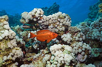 Big-eye / Goggle-eye (Priacanthus hamrur) on coral reef, Egypt, Red Sea