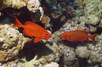 Two Big-eye / Goggle-eye (Priacanthus hamrur) on coral reef, Egypt, Red Sea