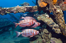 Big-eye or Goggle-eye (Priacanthus hamrur) on wreck. Note colour change from deep red to silver. Egypt, Red Sea