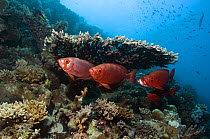 Big-eye / Goggle-eye (Priacanthus hamrur). Can change colour from deep red to silver. Egypt, Red Sea
