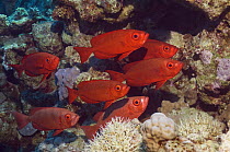 Big-eye or Goggle-eye (Priacanthus hamrur). Can change colour from deep red to silver. Egypt, Red Sea