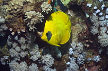 Golden butterflyfish (Chaetodon semilarvatus) on coral reef, Egypt, Red Sea