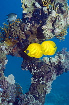 Golden butterflyfish (Chaetodon semilarvatus) pair on coral reef, Egypt, Red Sea