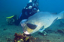 Bumphead parrotfish (Bolbometopon muricatum) grazing on coral rock, with photographer behind, Bali, Indonesia