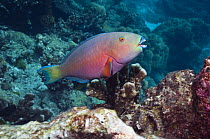 Parrotfish (Scarus sp) on coral reef, Andaman Sea, Thailand