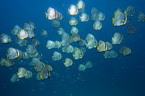 Large mixed school of Longfin spadefish (Platax teira) and Pinnate spadefish (Platax pinnata). Andaman Sea, Thailand