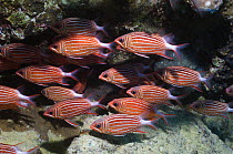 Crown squirrelfish (Sargocentron diadema) shoal, Egypt, Red Sea