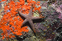 Sea star / Starfish on rock with orange sponge, Papua New Guinea.