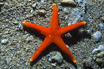 Sea star / Starfish (Fromia pacifica). Papua New Guinea
