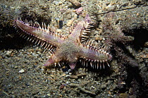 Comb sea star (Astropecten polyacanthus) showing regrowth on two arms. Papua New Guinea
