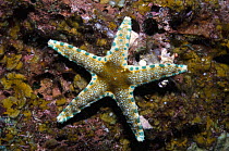 Sea star / Starfish (Neoferdina sp) Papua New Guinea