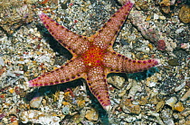 Sea star / Starfish (Neoferdina sp) Rinca, Indonesia