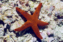 Sea star / Starfish (Fromia indica) Rinca, Indonesia