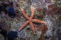Starfish (Gomophia egyptiaca) Egypt, Red Sea