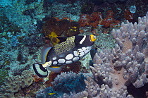 Clown triggerfish (Balistoides conspicillum)  on coral reef, Bali, Indonesia
