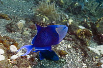 Redtoothed triggerfish (Odonus niger) guarding its eggs, Bali, Indonesia