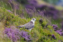 Gyr Falcon (Falco rusticolus) sub-adult, amongst heather on moorland, UK, Captive