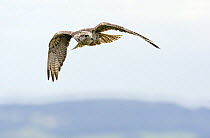 Gyr Falcon (Falco rusticolus) sub-adult bird in flight, UK, Captive