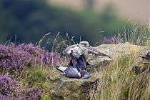 Gyr Falcon (Falco rusticolus) sub-adult, feeding on Wood pigeon prey on moorland, UK, Captive
