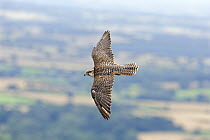 Gyr Falcon (Falco rusticolus) sub-adult bird in flight, UK, Captive