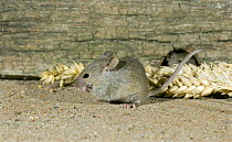 House Mouse (Mus musculus) feeding on corn outside mouse hole, UK, Captive
