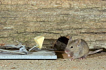 House Mouse (Mus musculus) beside mouse trap outside mouse hole, UK, Captive