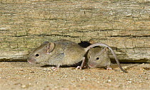 Two House Mice (Mus musculus) outside mouse hole, UK, Captive