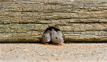 Two House Mice (Mus musculus) at entrance to mouse hole, UK, Captive