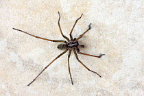 House Spider (Tegenaria gigantea) on tiled floor, Wiltshire, UK