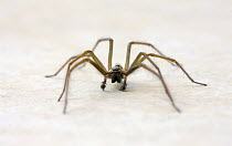 House Spider (Tegenaria gigantea) on tiled floor, Wiltshire, UK